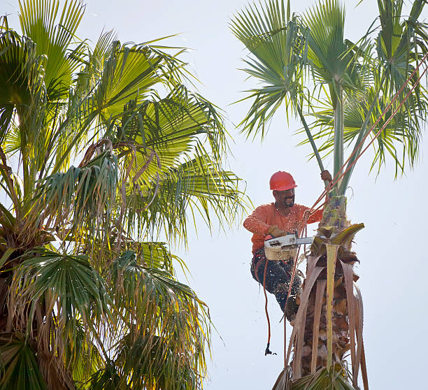 Best Commercial Tree Services  in Lake Ozark, MO