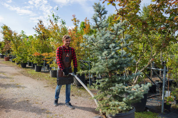 How Our Tree Care Process Works  in  Lake Ozark, MO