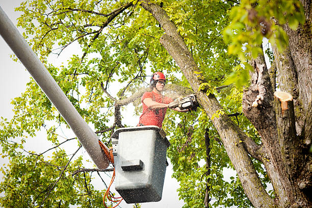 Best Seasonal Cleanup (Spring/Fall)  in Lake Ozark, MO